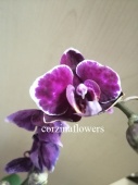 Фаленопсис мутант гибрид орхидея О378 купить в Москве