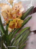 Орхидея Ванда оранжево-бордовая подвесная О563 купить в Москве