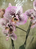 Фаленопсис гибрид орхидея О752 купить в Москве