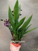 Зигопеталум Импасто ароматный орхидея О308 купить в Москве