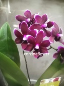 Фаленопсис гибрид орхидея О472 купить в Москве