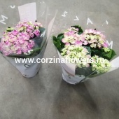 Гортензия розовая Курли Вурли в горшке OG212 купить в Москве