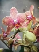 Фаленопсис ароматный Сансет лав орхидея О359 купить в Москве