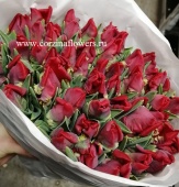 Тюльпан красный Пэррот Сидов 50 шт SR230 купить в Москве