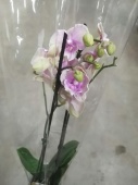 Фаленопсис биг лип Принцесса Сакура орхидея О475 купить в Москве