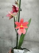 Орхидея Камбрия Нелли Ислер гибрид О671 купить в Москве