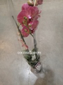 Фаленопсис Рауль орхидея О269 купить в Москве