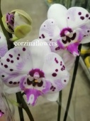 Фаленопсис гибрид Биг Лип орхидея О406 купить в Москве