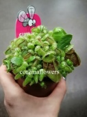 Цефалотус растение хищник KR2183 купить в Москве