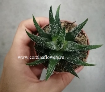 Хавортия фасциата Конколор 5 https://corzinaflowers.ru/catalog/komnatnye_rasteniya_i_tsvety/1182/