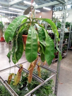 Непентес Манки Джарс подвесной хищное растение KR1376 купить в Москве
