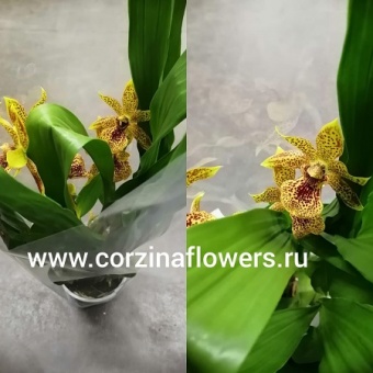 Орхидея Зигопеталум Тайгер Голд https://corzinaflowers.ru/catalog/komnatnye_rasteniya_i_tsvety/1099/