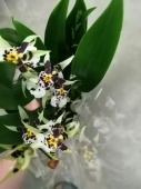 Онцидиум гибрид орхидея О561 купить в Москве
