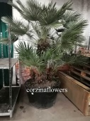 Хамеропс 250-270 см пальма KR2063 купить в Москве