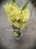 Орхидея Дендробиум Нобиле Стар Класс, желтый О41 от интернет магазина Корзина Цветов