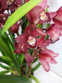Орхидея Цимбидиум Бордо О1013 купить в Москве