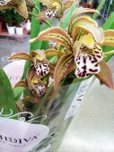 Цимбидиум Тигровый орхидея О529 от интернет магазина Корзина Цветов