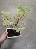 Бонсай Клен с вариегатными листьями KM389 от интернет магазина Корзина Цветов