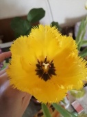 Тюльпан жёлтый Кристал Стар проросший в горшке OG823 купить в Москве