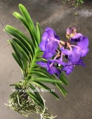 Орхидея Ванда фиолетовая Виолет блу подвесная О42 от интернет магазина Корзина Цветов