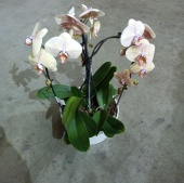 Орхидея Фаленопсис Корона в керамике KM1010 купить в Москве