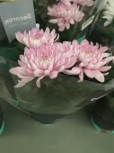 Хризантема Зембла розовая в горшке 25-30 см OG1545 купить в Москве