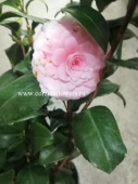 Камелия розово-белая в горшке DZ275 купить в Москве