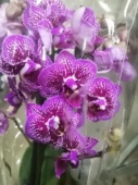 Фаленопсис гибрид орхидея О547 купить в Москве