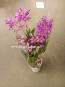 Орхидея Дендробиум Берри Ода Кинга О108 от интернет магазина Корзина Цветов