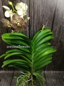 Орхидея Ванда блэк йелоу подвесная О129 от интернет магазина Корзина Цветов