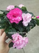 Азалия двухцветная светло-темно-розовая DZ474 купить в Москве