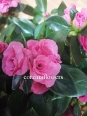Азалия розовидная Айко розовая DZ507 от интернет магазина Корзина Цветов