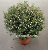 Лептоспермум белый куст DZ461 от интернет магазина Корзина Цветов