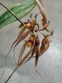 Бульбофиллум орхидея купить в Москве