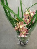 Цимбидиум коричнево-желтый орхидея О443 купить в Москве