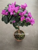Азалия фиолетовая штамб DZ460 от интернет магазина Корзина Цветов