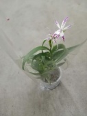 Эпидендрум Криниферум орхидея О527 от интернет магазина Корзина Цветов