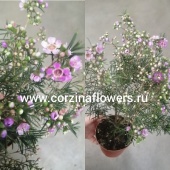 Хамелациум Сиренево-розовый KR1048 от интернет магазина Корзина Цветов