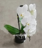 Фаленопсис Формидабло 30-40см орхидея KM586 от интернет магазина Корзина Цветов
