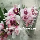Орхидея Цимбидиум розовый О169 от интернет магазина Корзина Цветов