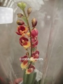 Ховеара Лава красно-желтая орхидея О271 от интернет магазина Корзина Цветов