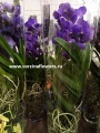 Орхидея Ванда от интернет магазина Корзина Цветов