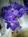 Орхидея Ванда срезка