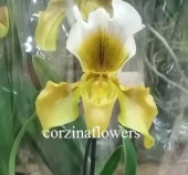 Пафиопедилум гибрид 230 орхидея O230 от интернет магазина Корзина Цветов