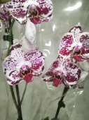 Фаленопсис Эйфория орхидея О598 купить в Москве