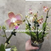 Орхидея Фаленопсис мультифлора Пинк О183 купить в Москве