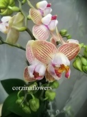 Фаленопсис пелорик орхидея О358 от интернет магазина Корзина Цветов