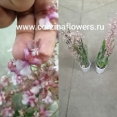 Орхидея Онцидиум Роси Сансет О66 от интернет магазина Корзина Цветов