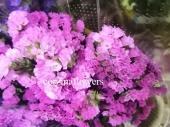 Статица розовая Фантазия Вингс сухоцвет SR535 купить в Москве
