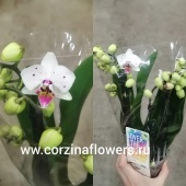 Орхидея Фаленопсис Полка Дотс О82 от интернет магазина Корзина Цветов